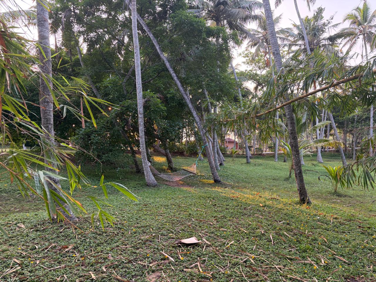 Forest Path